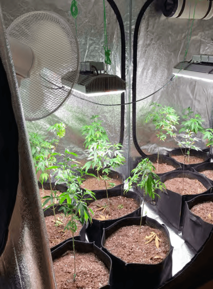 Cannabisplantor odlades i tält, med speciella lampor som utgjorde optimala förhållanden för att de skulle frodas.