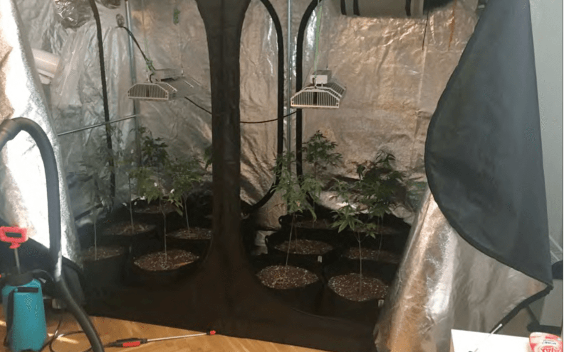 Polisen hittade runt sex kilo cannabis i lägenheten.