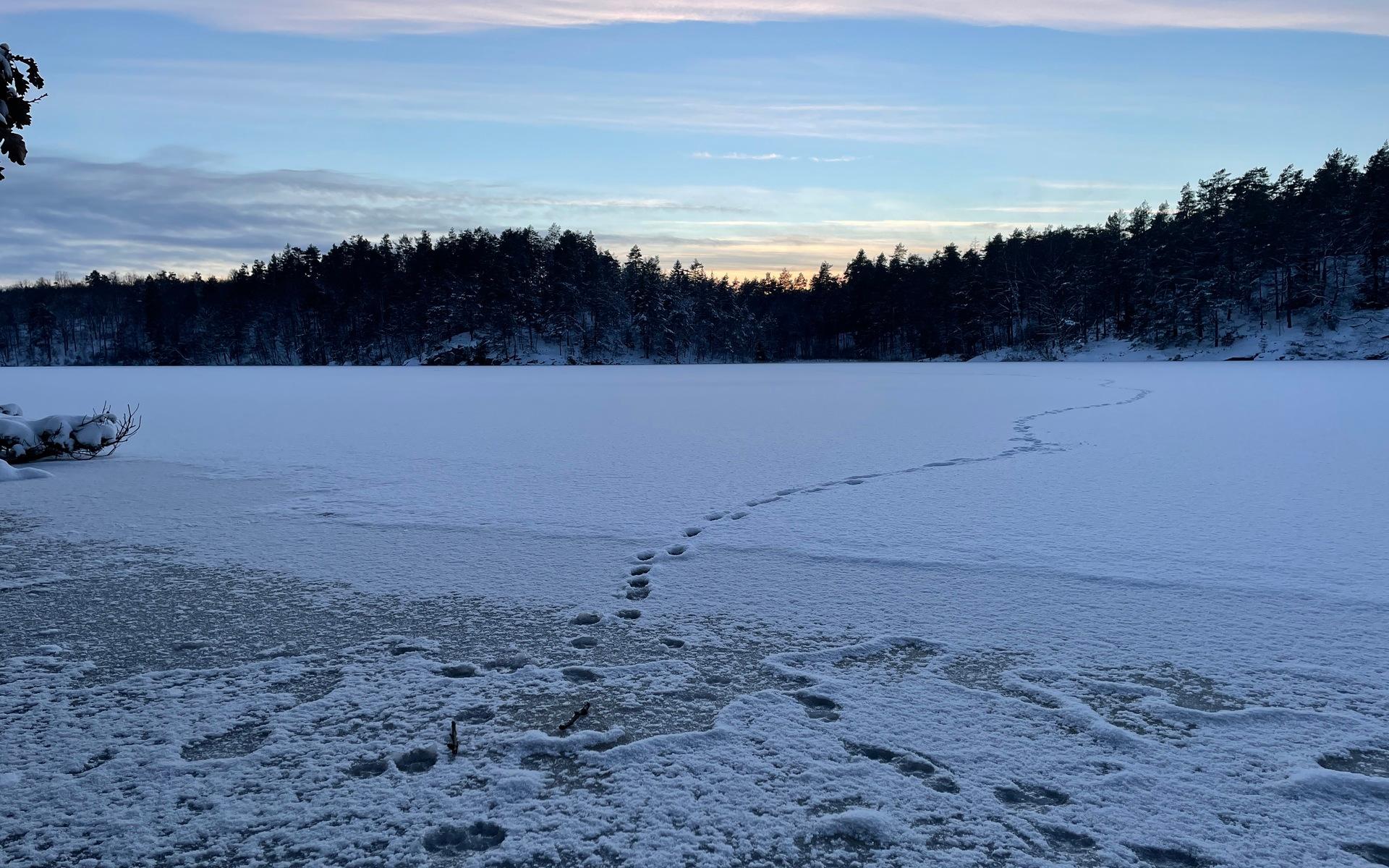Fotspår i snön på Prästtjärn. Är det en våghals eller ett djur som har dristat sig att testa hållfastheten på isen?