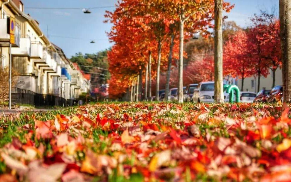 En härlig höstbild med vackra färger från löven som ligger på marken och på träden! Tagen i oktober på Virgingatan i Göteborg, vid Skatås! 