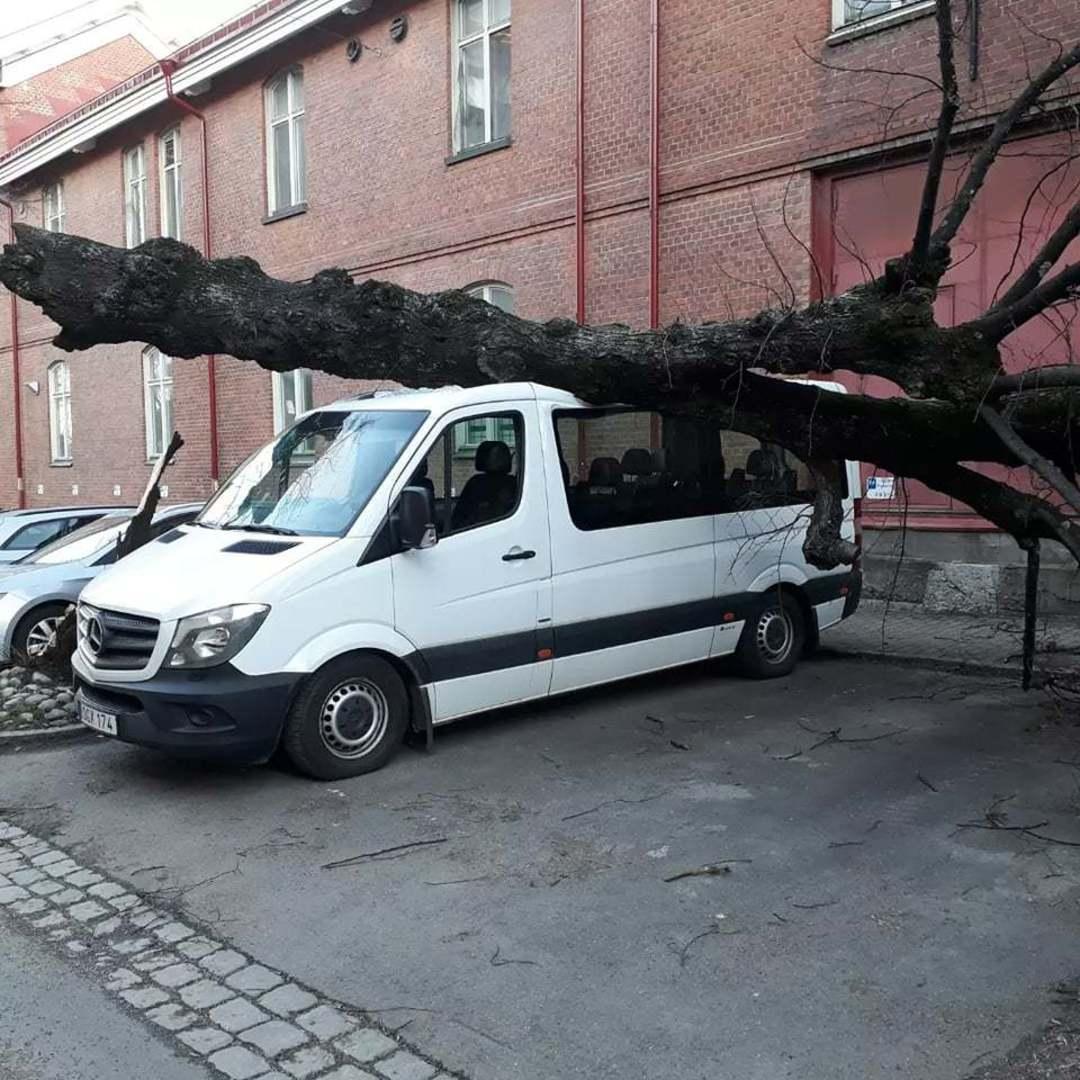 Trädet krossade minibussen.