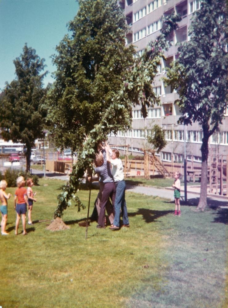1973 reste man midsommarstång under midsommarafton, som firades vid Postgången i Finngösa. Känner någon igen sig själv på bilden? 