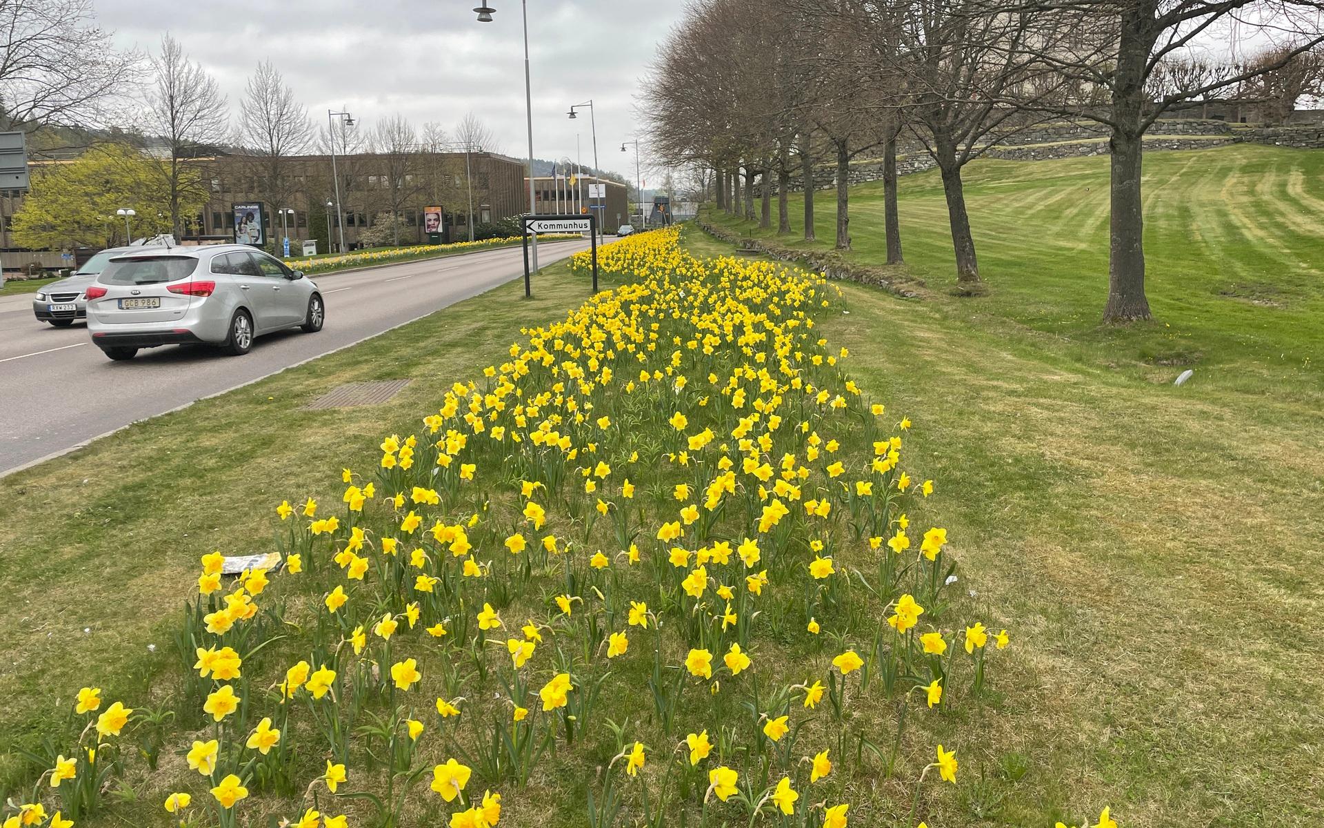 Den gula blomsterprakten slår emot bilister som kör in i Partille centrum just nu.