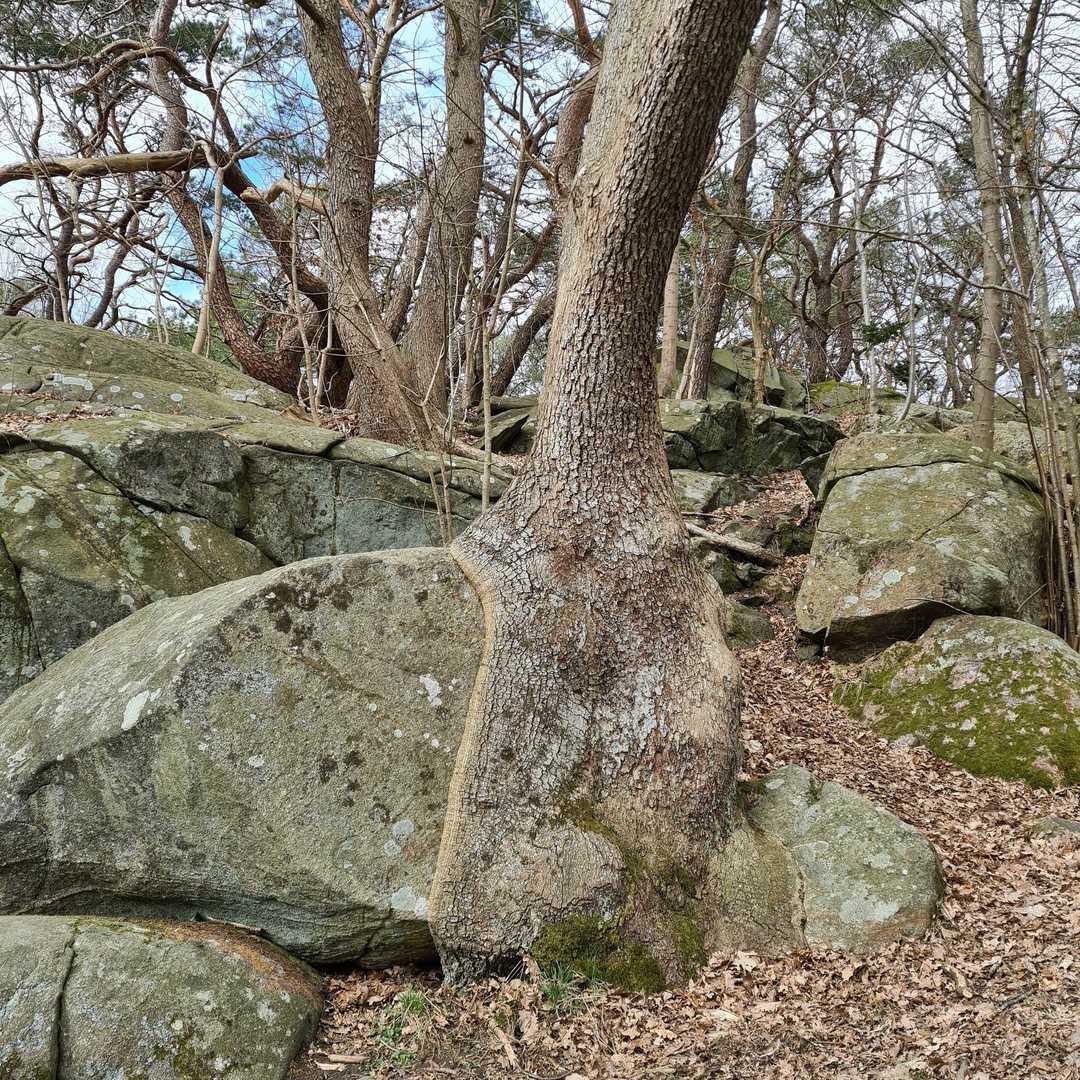 En bonusbild från Slottsskogen i Göteborg, där trädet agerar filt åt en frusen sten.