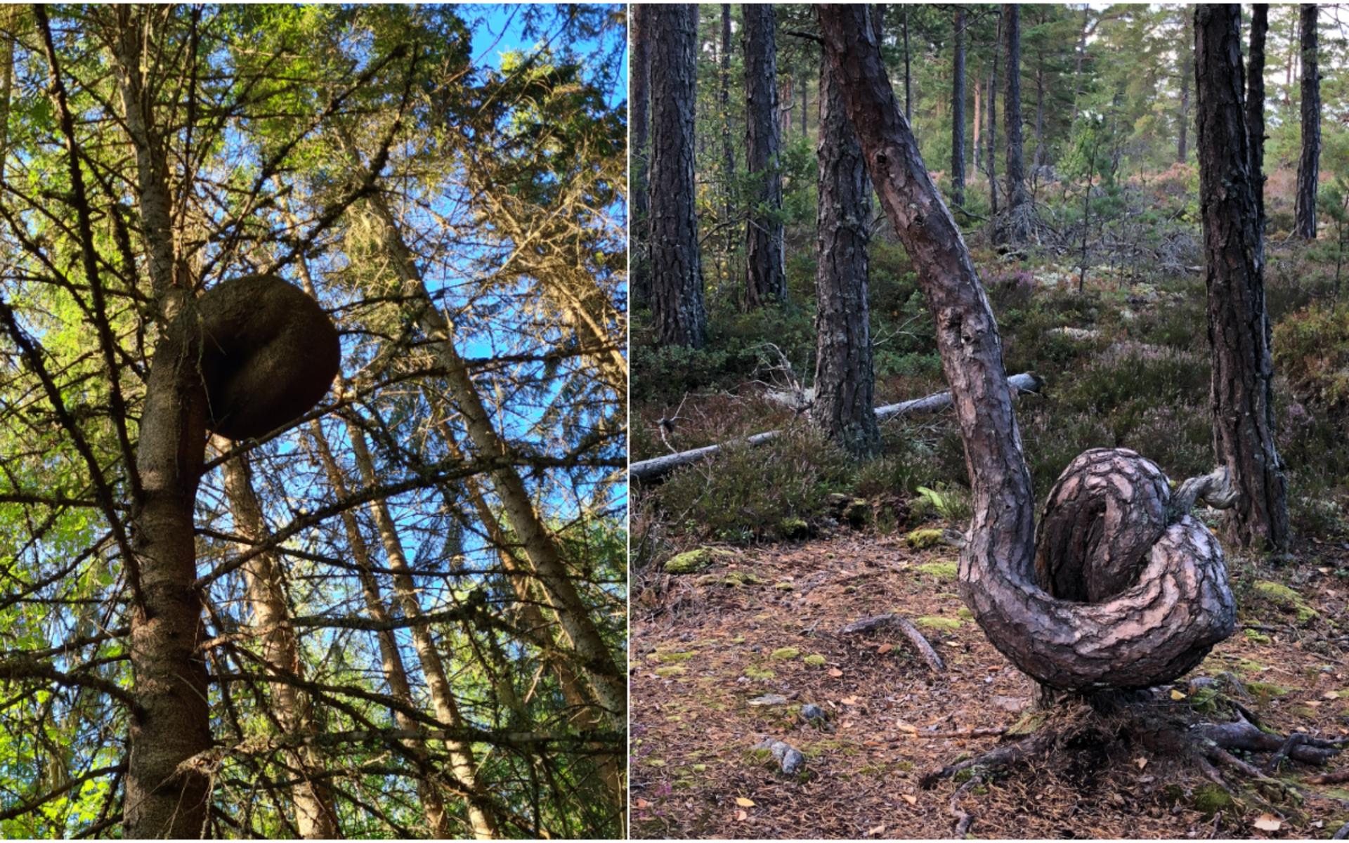 Slå inte knut på dig själv! I alla fall inte i jakten på att fota gran- och tallknutar, för det har redan gjorts. Granen i Värmland och tallen längs Sörmlandsleden.