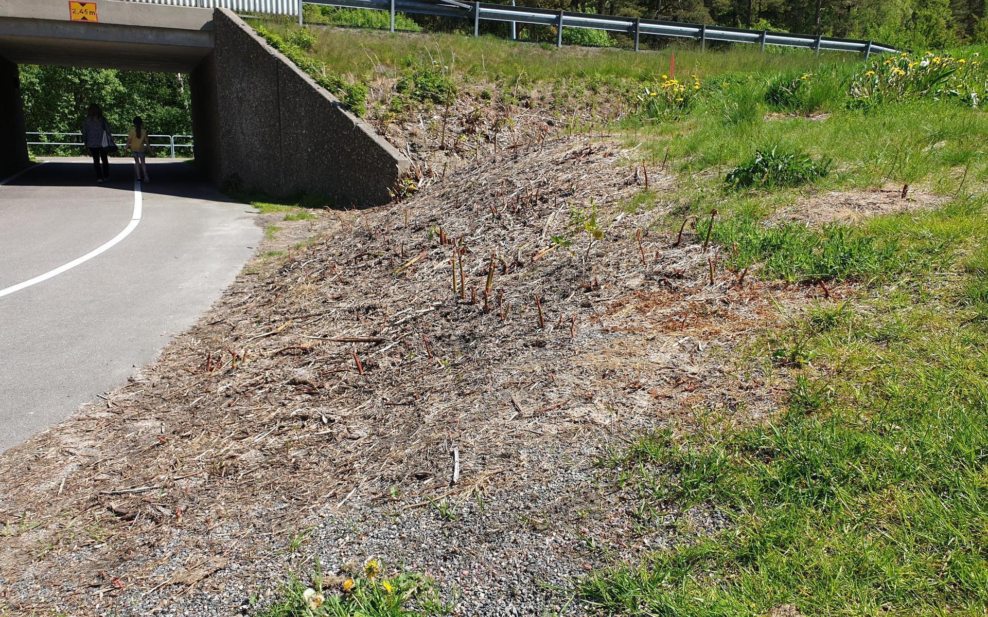 Ett område med parkslide i Partille som behandlades med hetvattenmetoden i början av maj och sedan sprutats ytterligare en gång med  hett vatten på bladen.