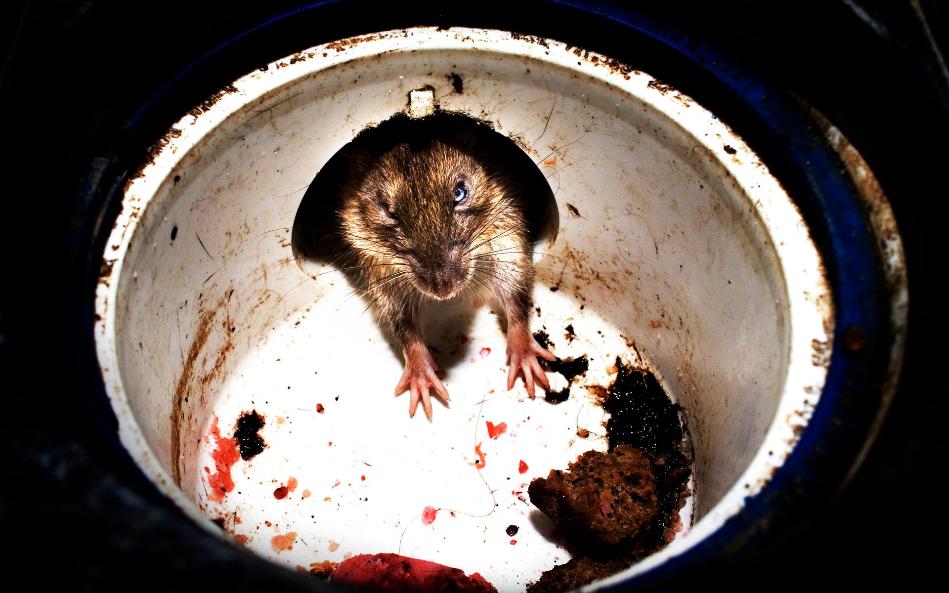 Råttor har varit ett återkommande problem på avdelningarna, där vissa köksluckor är söndergnagda. 